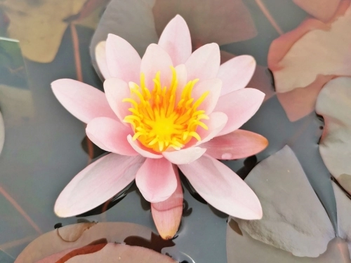 Seerose - Nymphaea Comanche